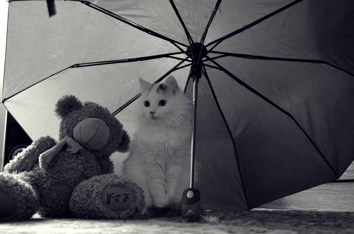 Под зонтиком. - Анастасия 