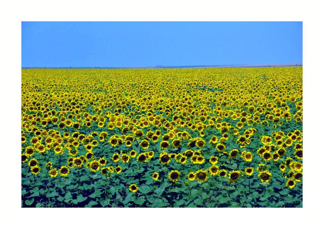 sunflowers. - Энни Герей