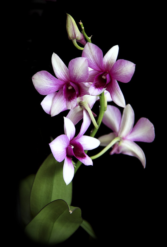 Орхидея - nakip1 