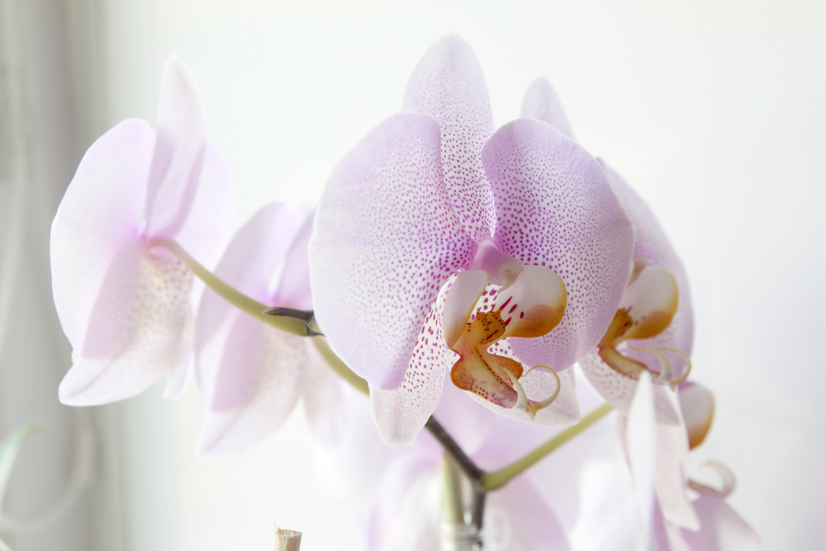 Орхидея - nakip1 