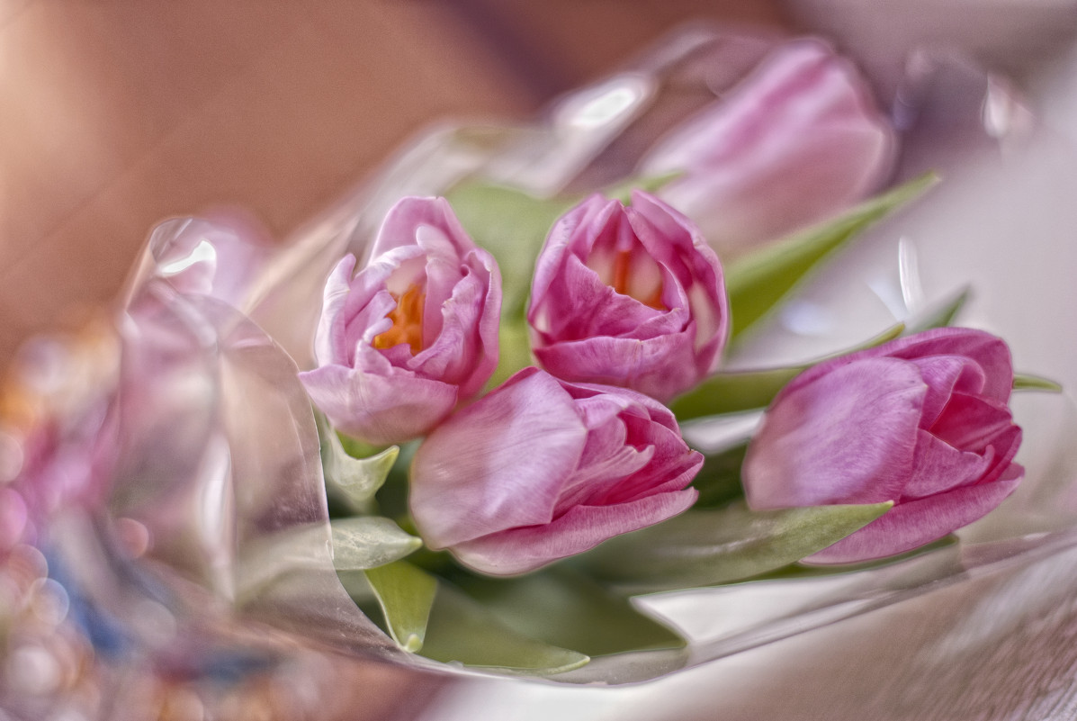 Тюльпаны - Katerina Koroleva