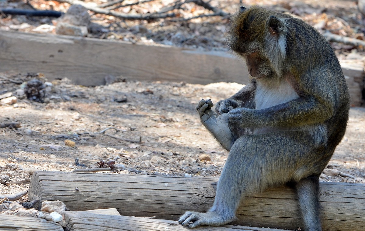 26.06.13 Макака-крабоед (лат. Macaca fascicularis)  Пора подстричь ногти! - Борис Ржевский