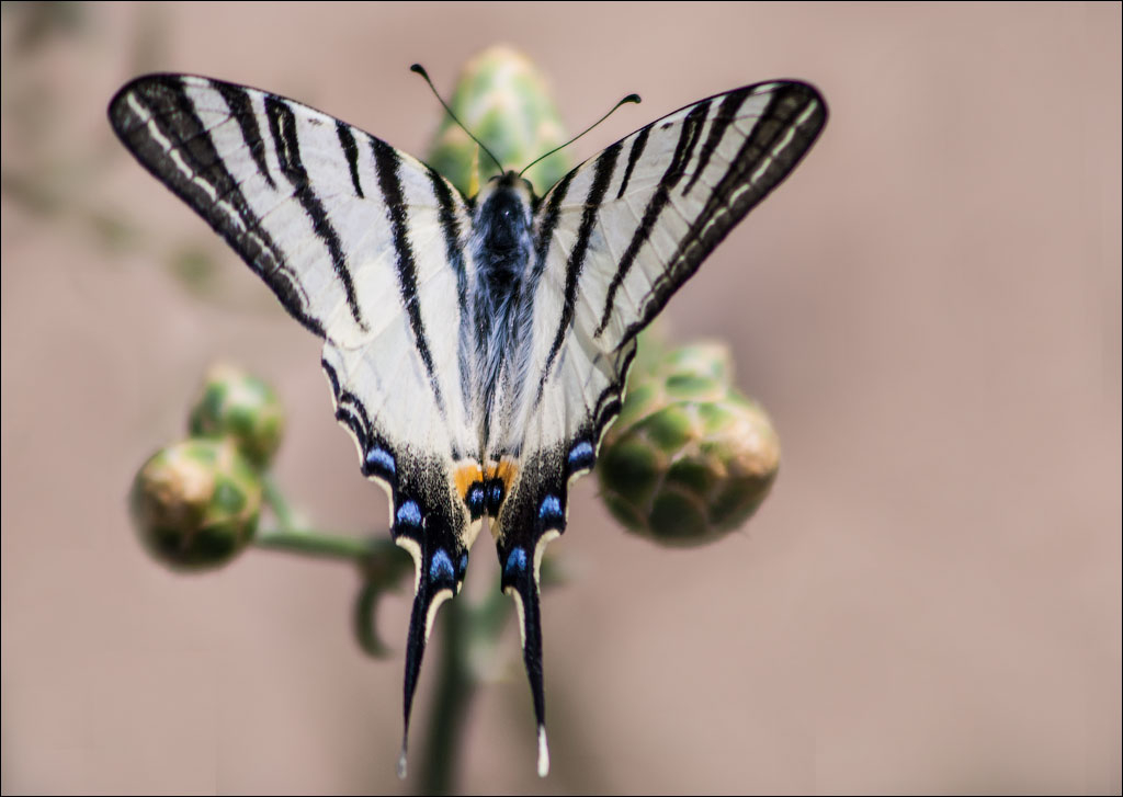 butterfly - ale uro