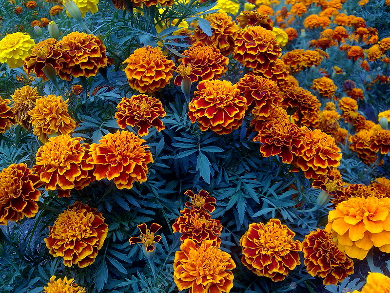 Бархатцы (Tagetes) - Наталия Павлова