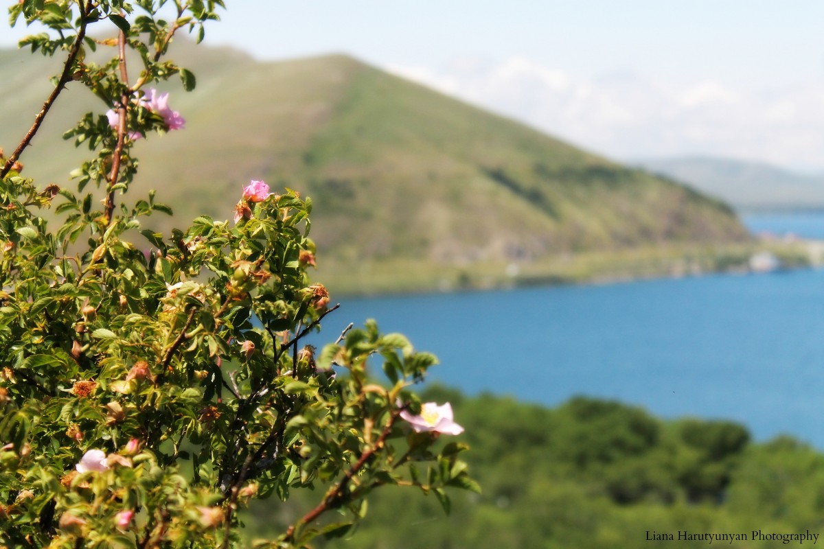 Lake Sevan - Liana Harutyunyan