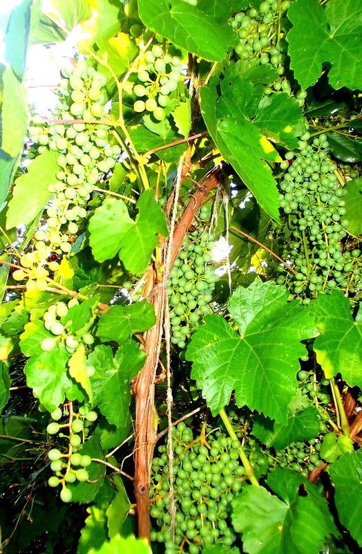 виноград - ирина 