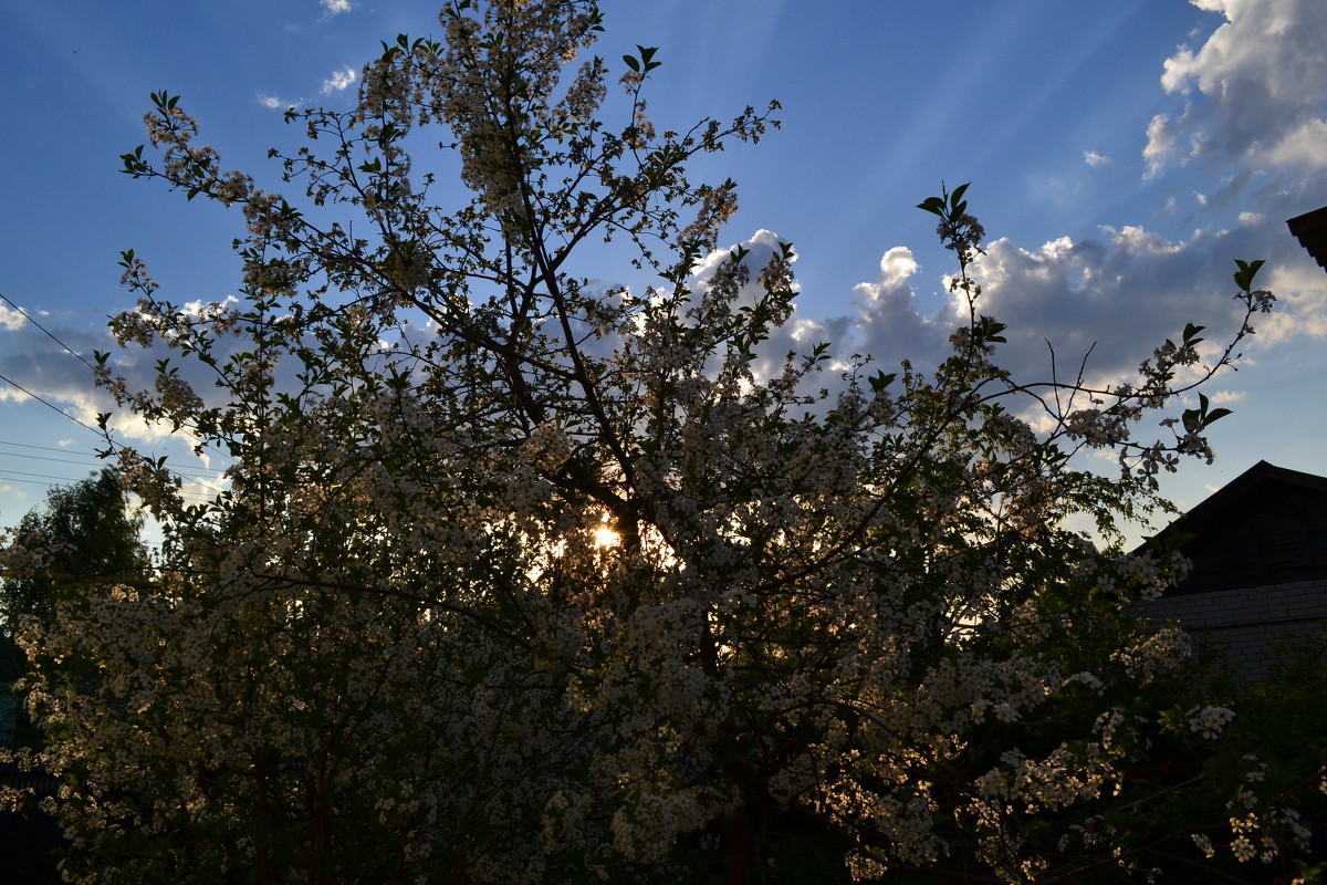цветение вишни - Наташа 