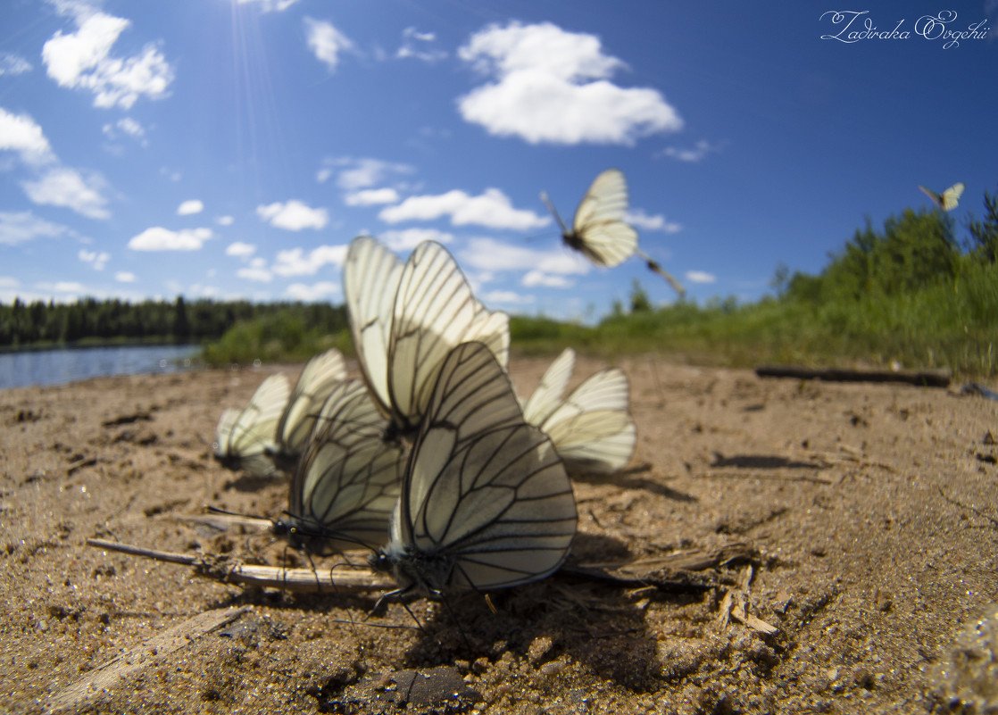 Бабочки - Евгений Задирака