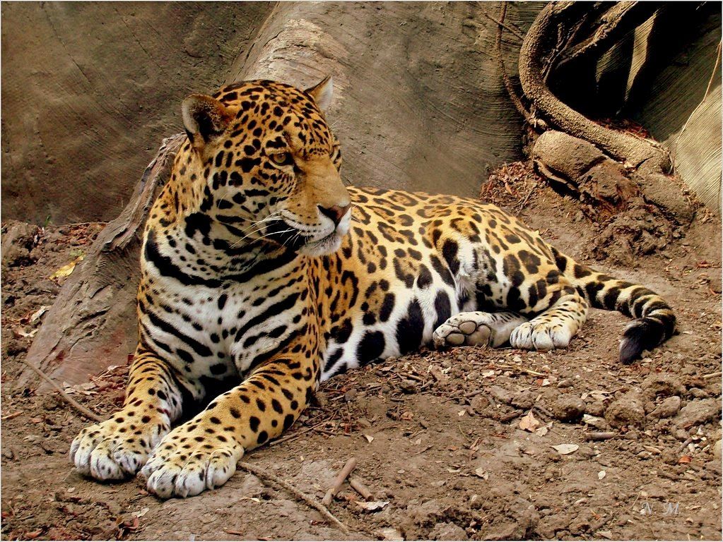 Леопард. Зоологический парк Мехико. - Наталья Портийо