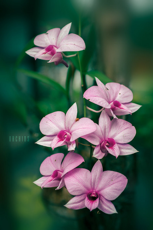 Orchids - алексей афанасьев