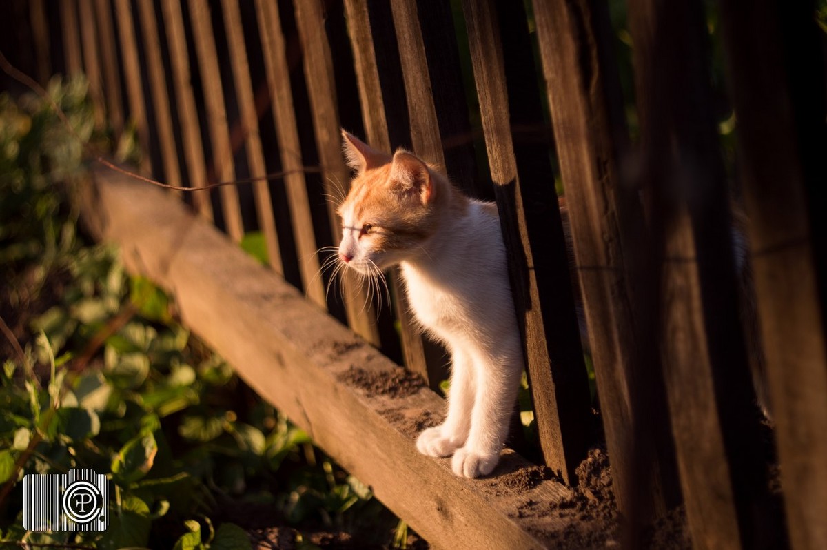 Котенок - Александр 