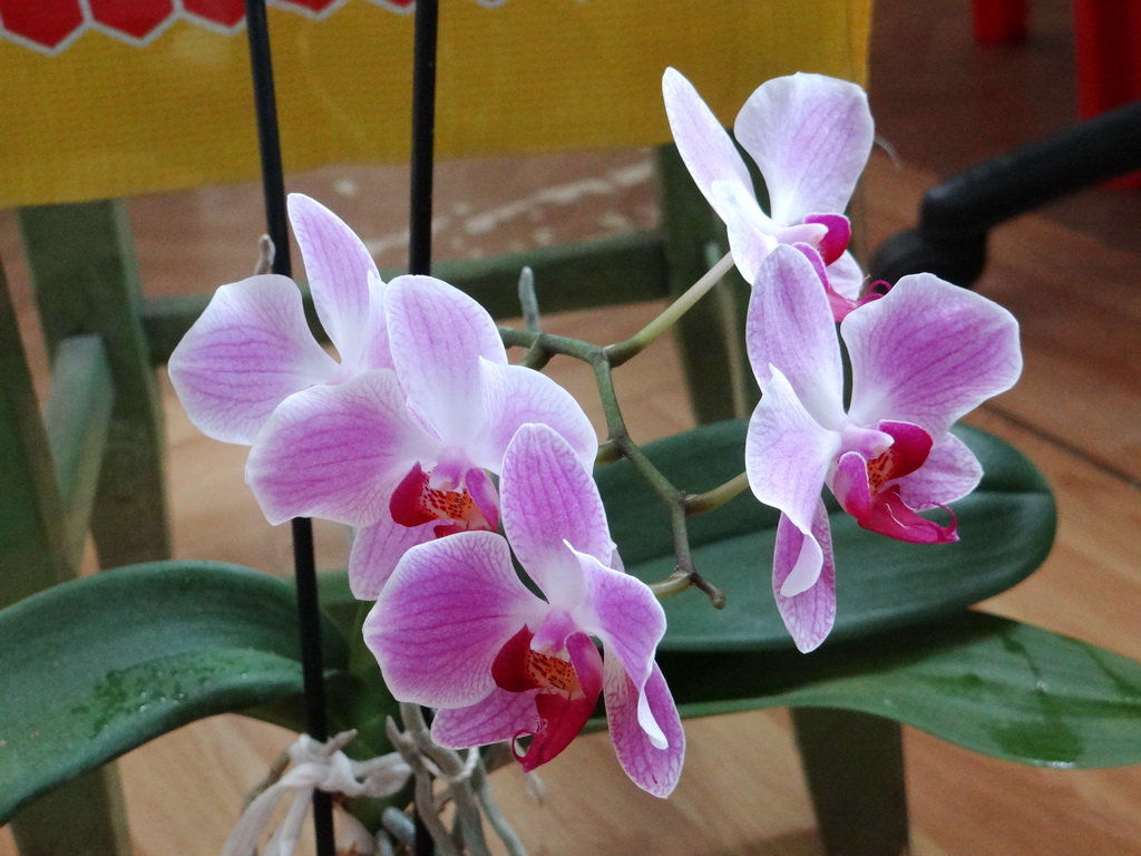 Орхидея(Фаленопсис розовый (Phalaenopsis rosea) - Алексей Цветков