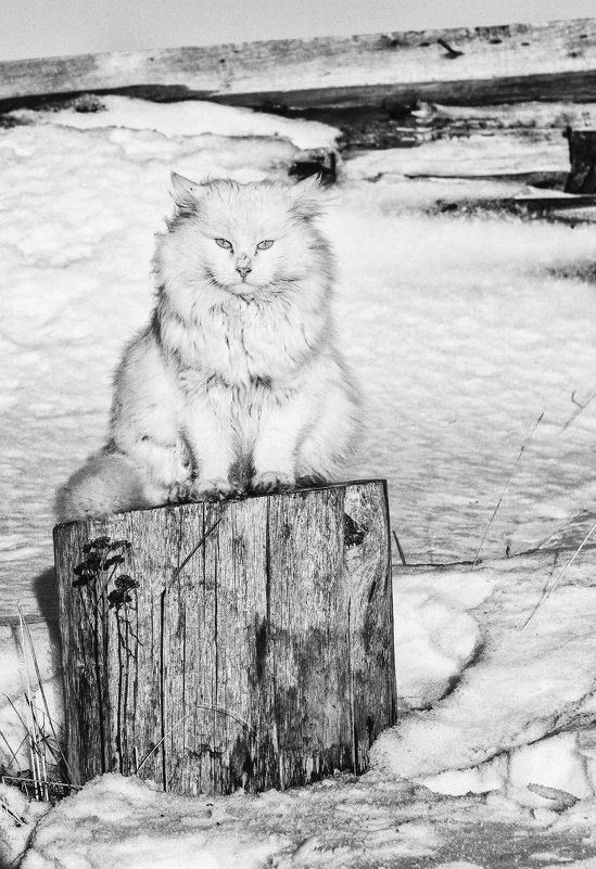 Соловецкий Котофей - Елена Решетникова