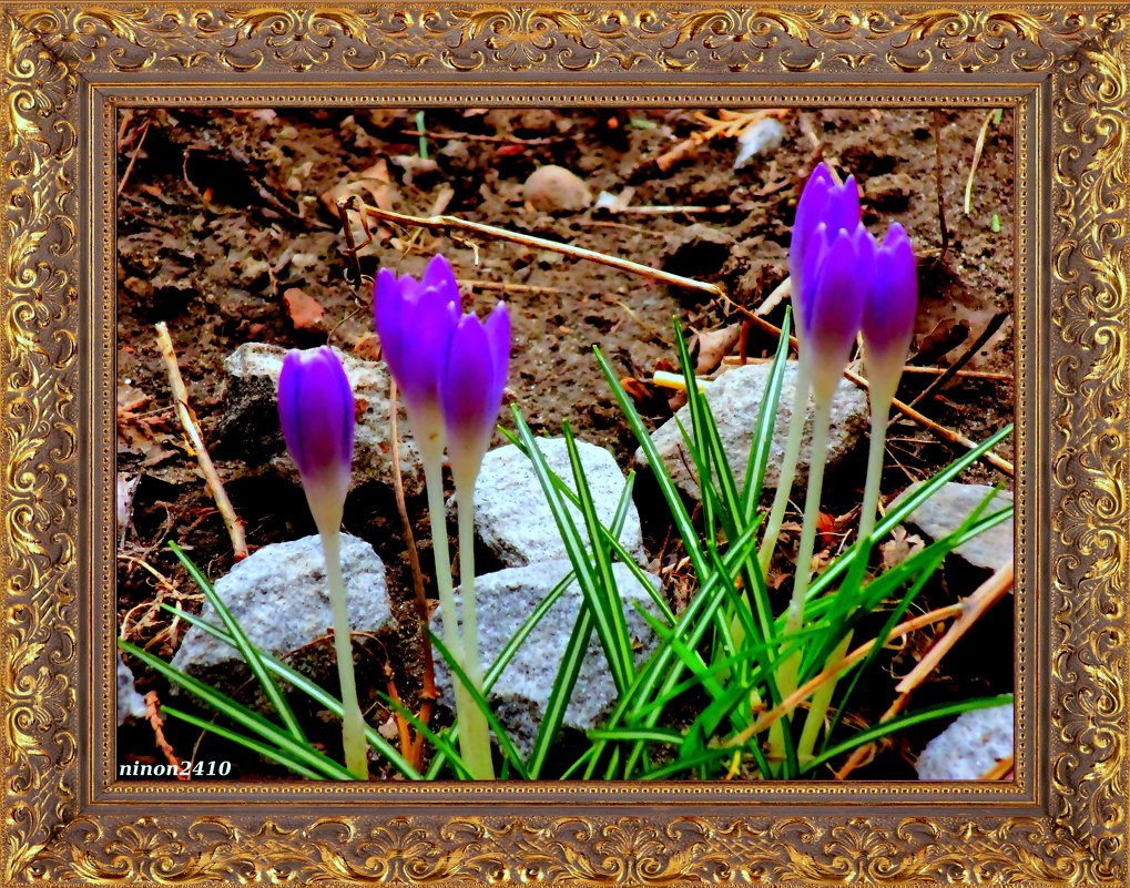 Картина о весне. Крокусы - Нина Бутко