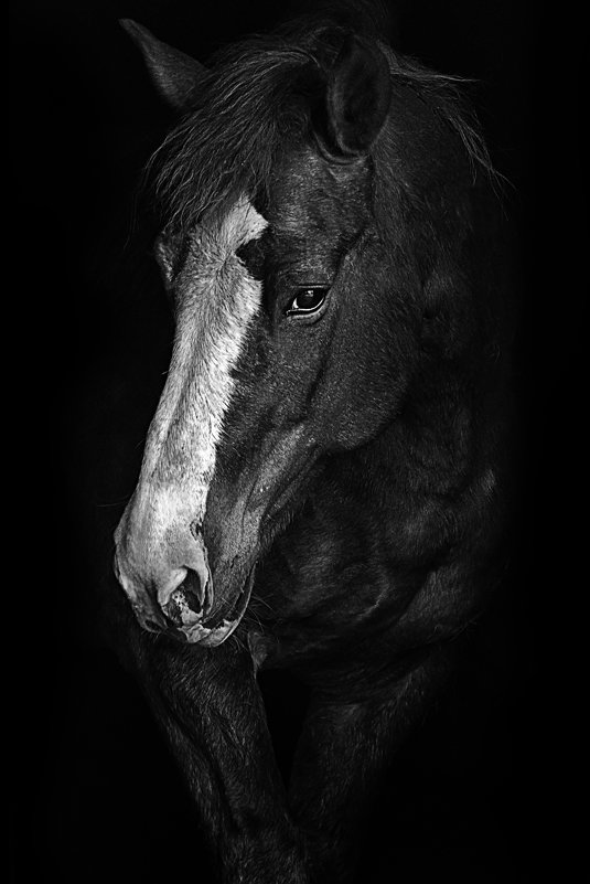 Портрет Родительской лошадки - Алексей Румянцев