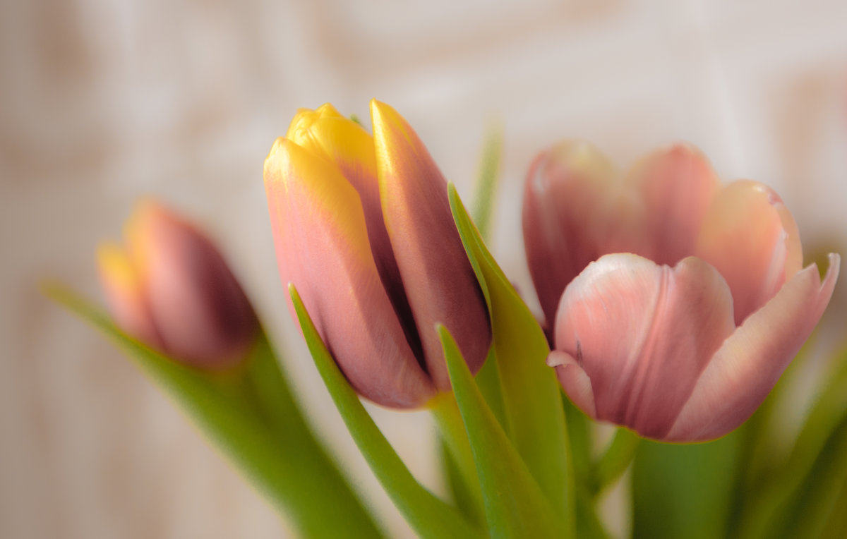 Розовые тюльпаны - Анна 