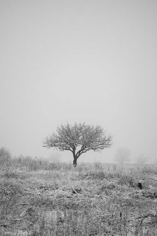 дерево - Алина Гриб