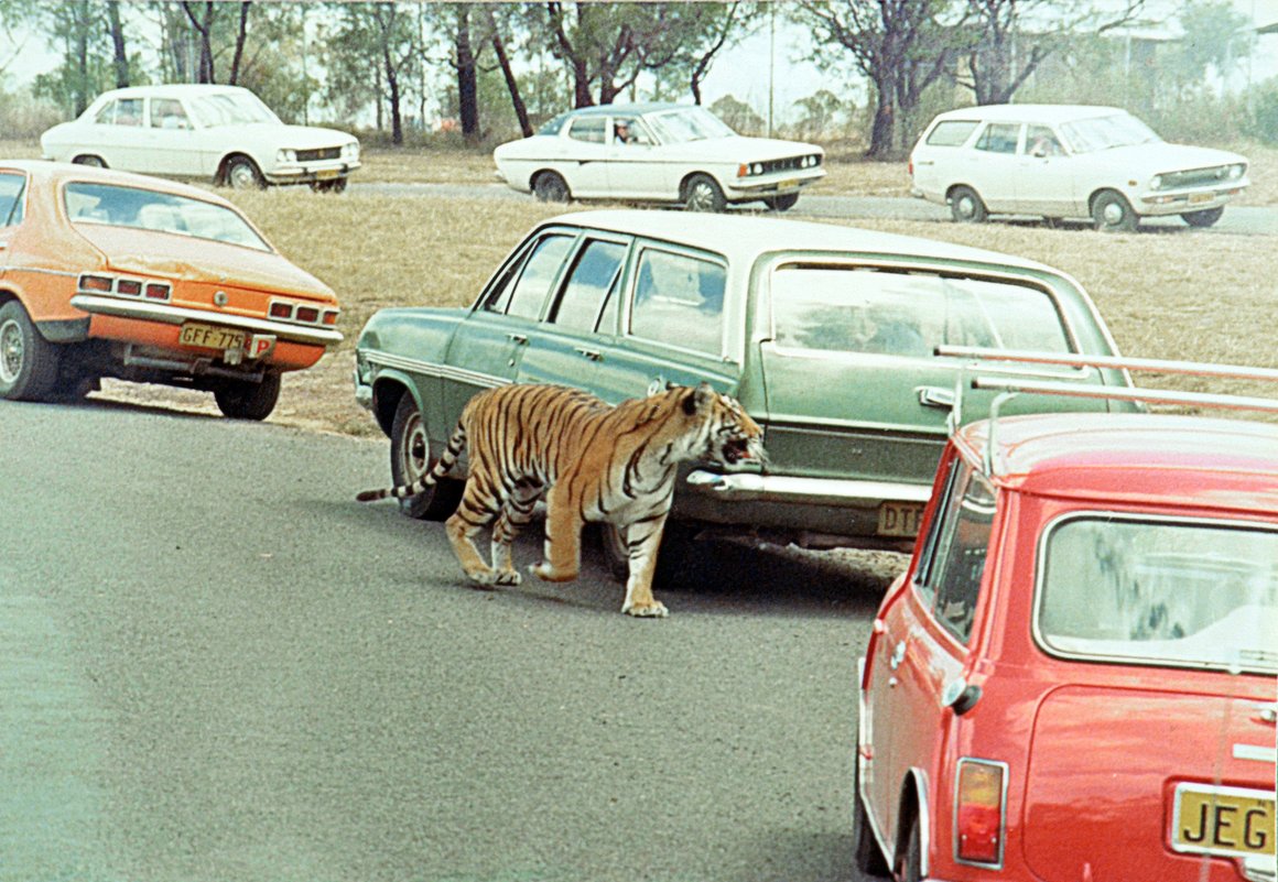 Сидней. Австралийское сафари. Фото 1977 г. - Валерий Подорожный
