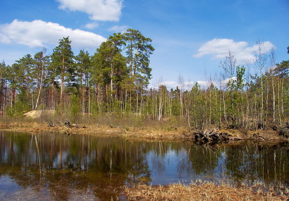 Болотных истин вешняя вода...... - Лесо-Вед (Баранов)