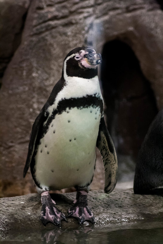 Перуанский пингвин - Aleksandra Kulikova