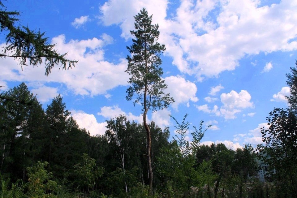 лето - Горкун Ольга Николаевна 