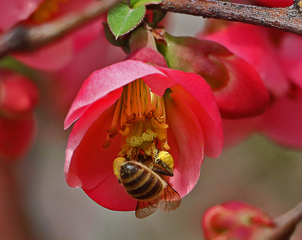 Пчелки трудятся на японской айве - Светлана 