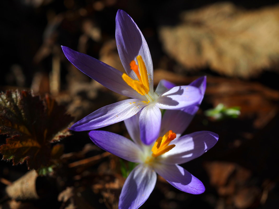 Мартовские цветы - wea *