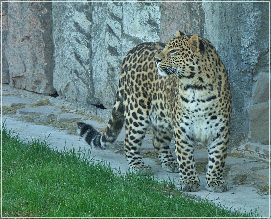Дальневосточный леопард - muh5257 