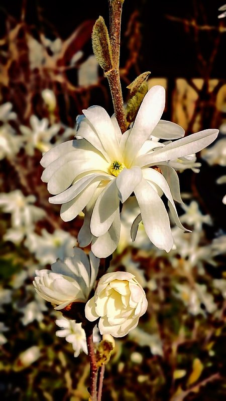 Чудесная красавица-весна - Надежда 