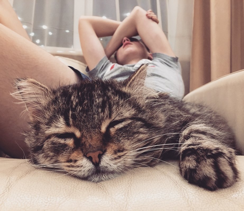 Возвращение блудного кота - Ольга Токмакова