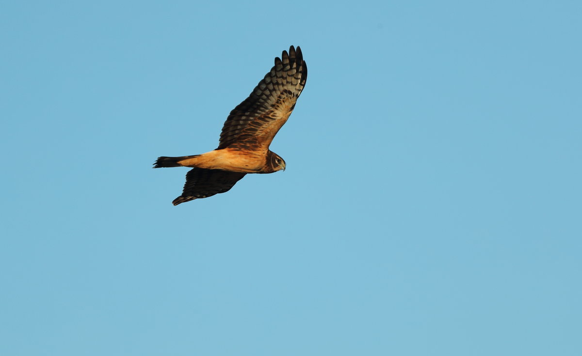 Red Tailed Hawk - Naum 