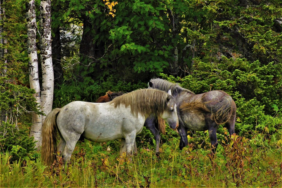 Лошади в лесу - Сергей Чиняев 