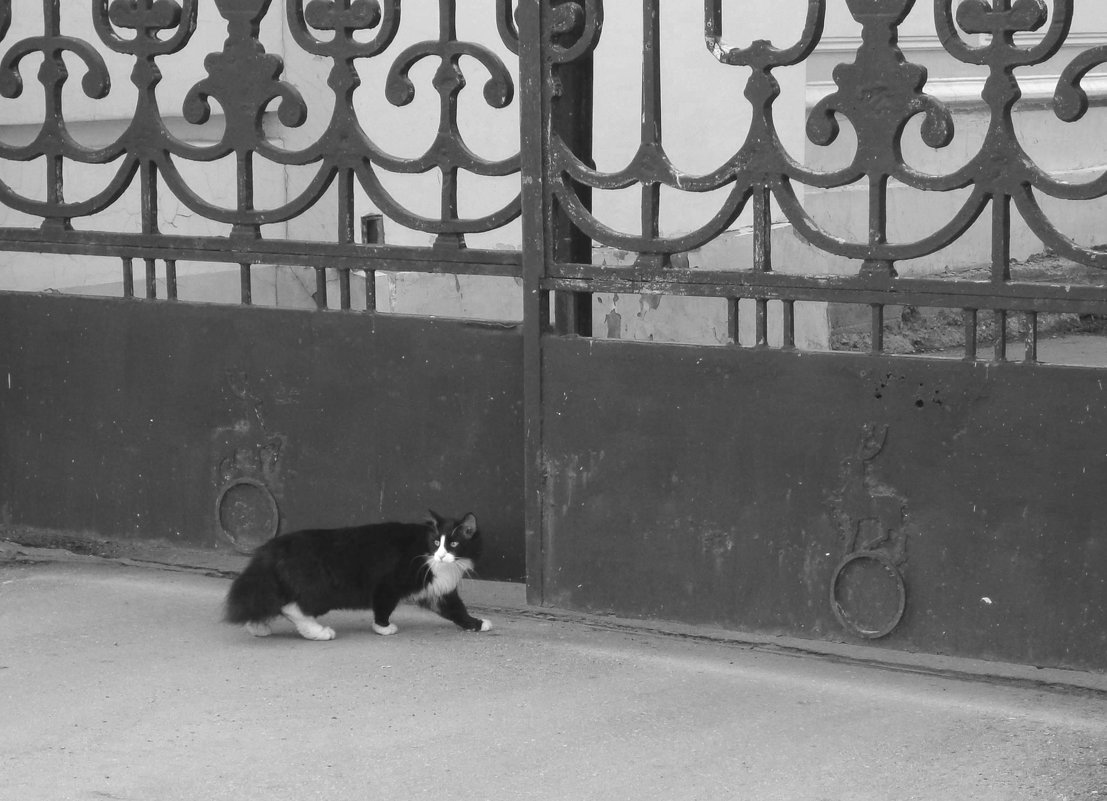 безприютный кот - Наталья Сазонова
