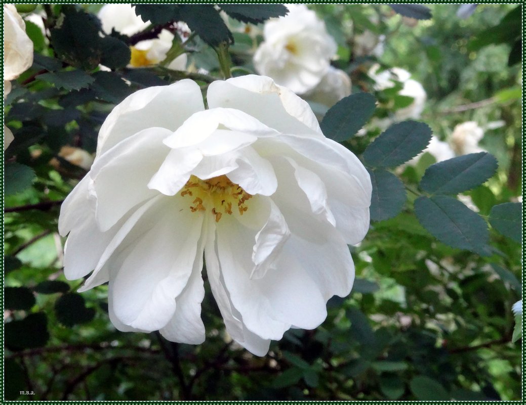 Белая роза - Вера 