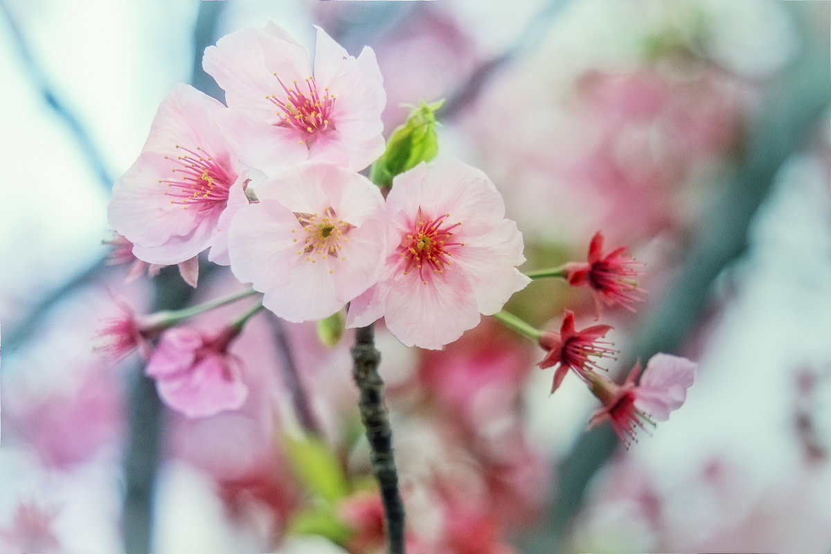 sakura - Slava Hamamoto