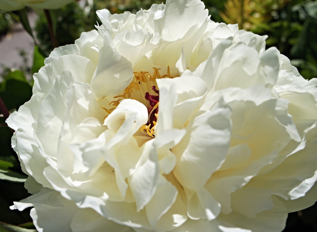 Пион - императорский цветок - Елена Павлова (Смолова)
