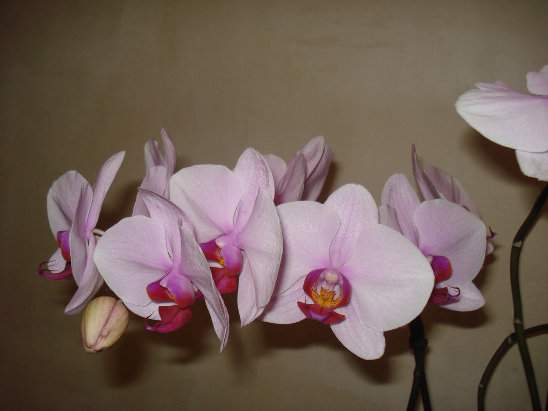 Орхидея - Дарья Лаврухина