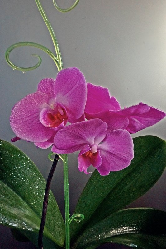 Орхидея цветёт - Елена Федотова