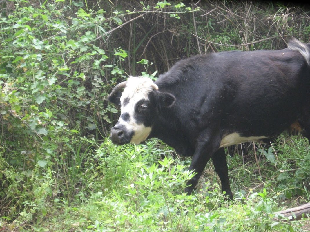 Корова в лесу - Arthur 