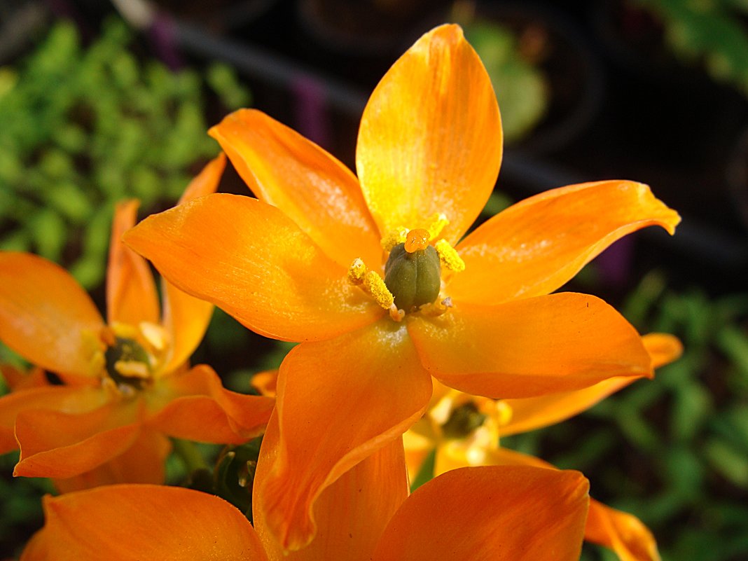 Птицемлечник / Ornithogalum dubium - laana laadas