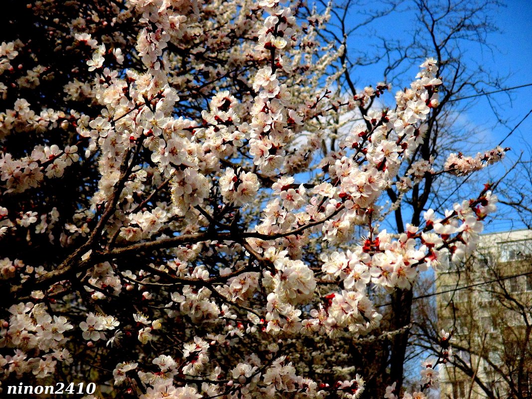 Цветущий апрель - Нина Бутко