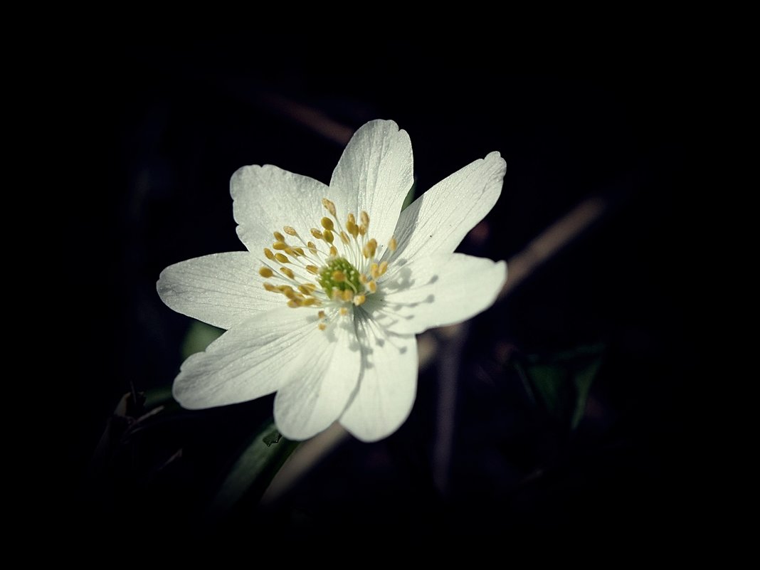 Весна в белом - wea *
