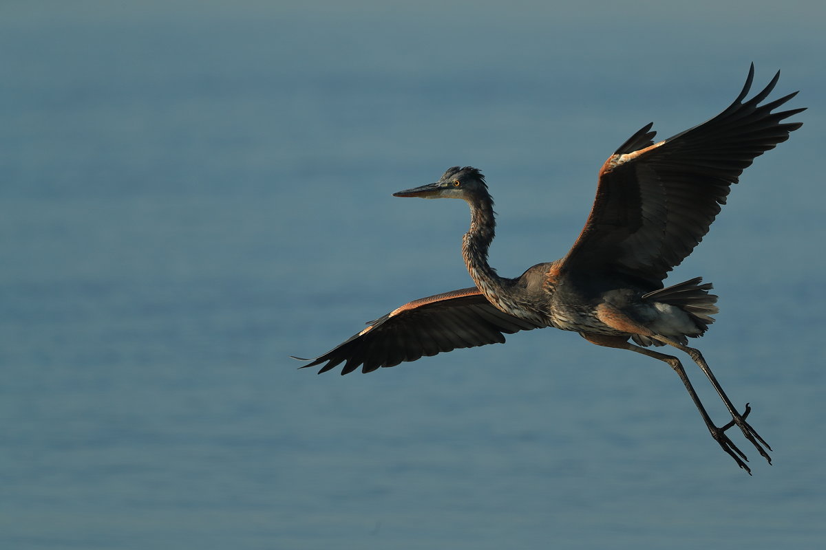 great blue heron - Naum 