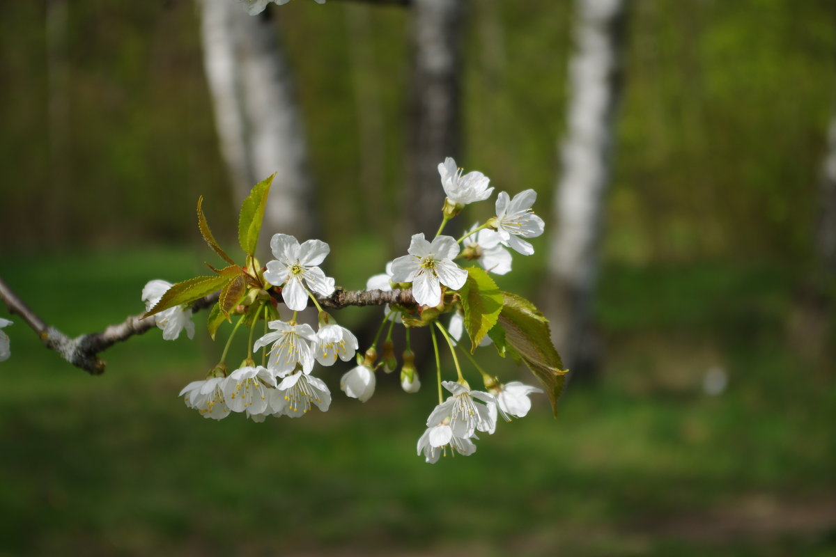 весна - юрий иванов