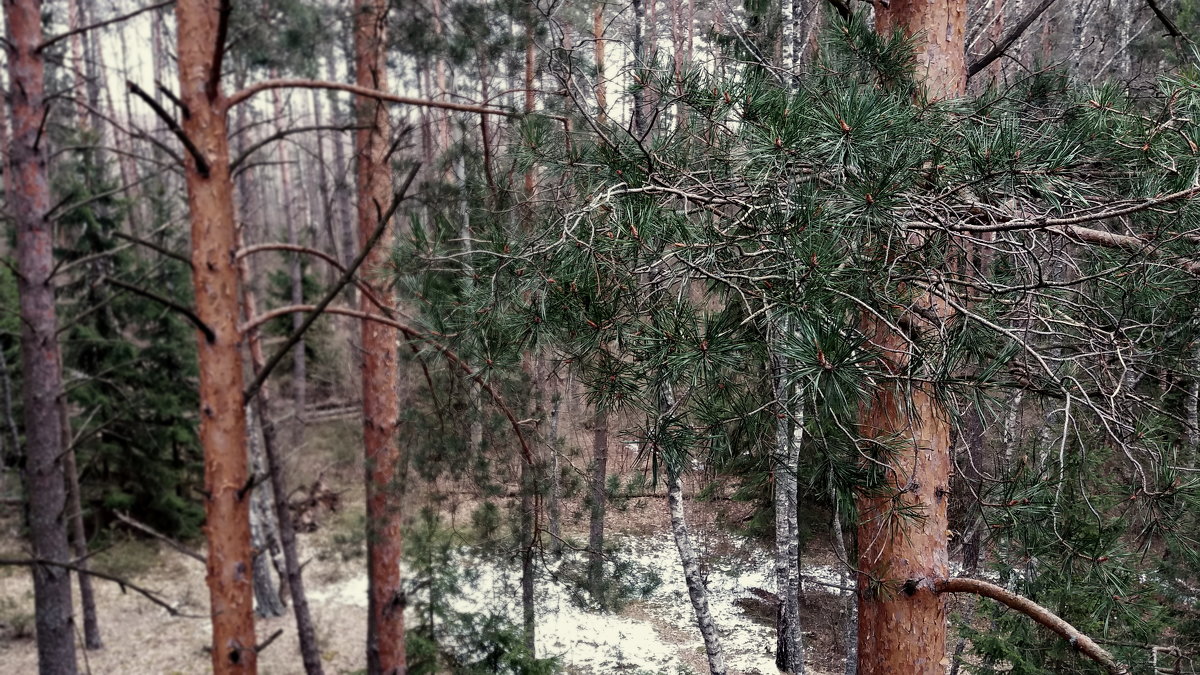 Песни сосен - Александра Романова 