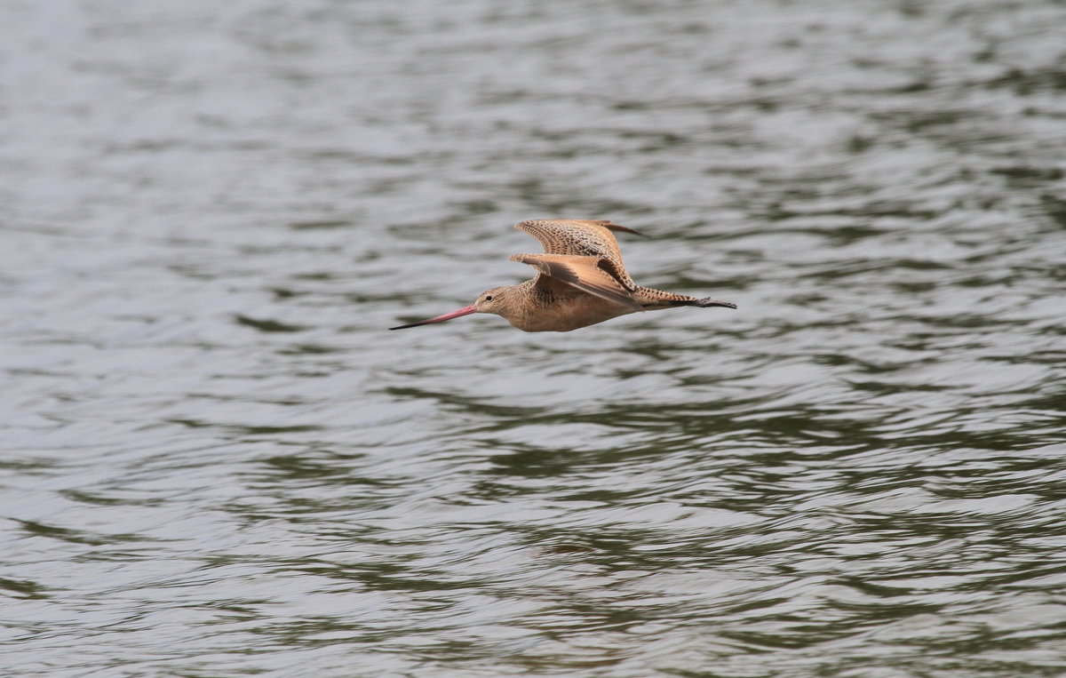 Marbled Godwit - Naum 