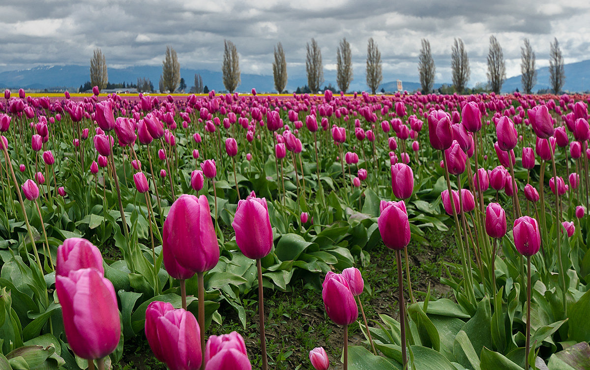 Цветут тюльпаны - Alena Nuke