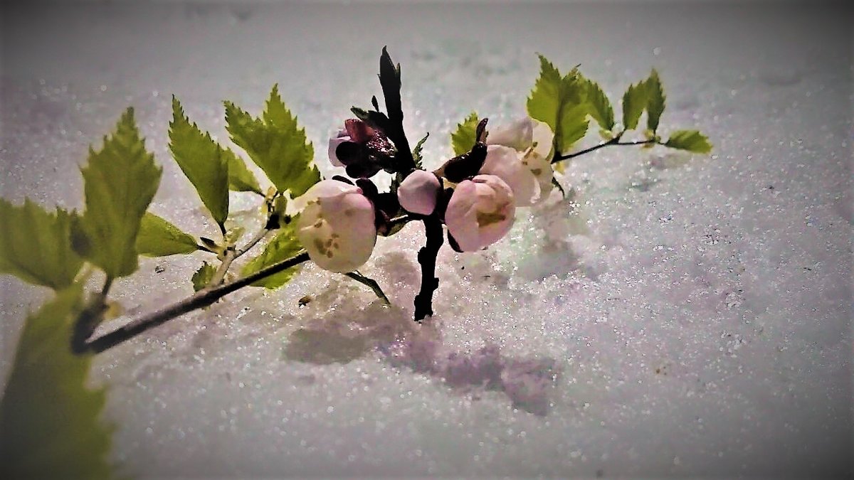 Абрикосовый цвет на апрельском снегу - Valentina Ariel