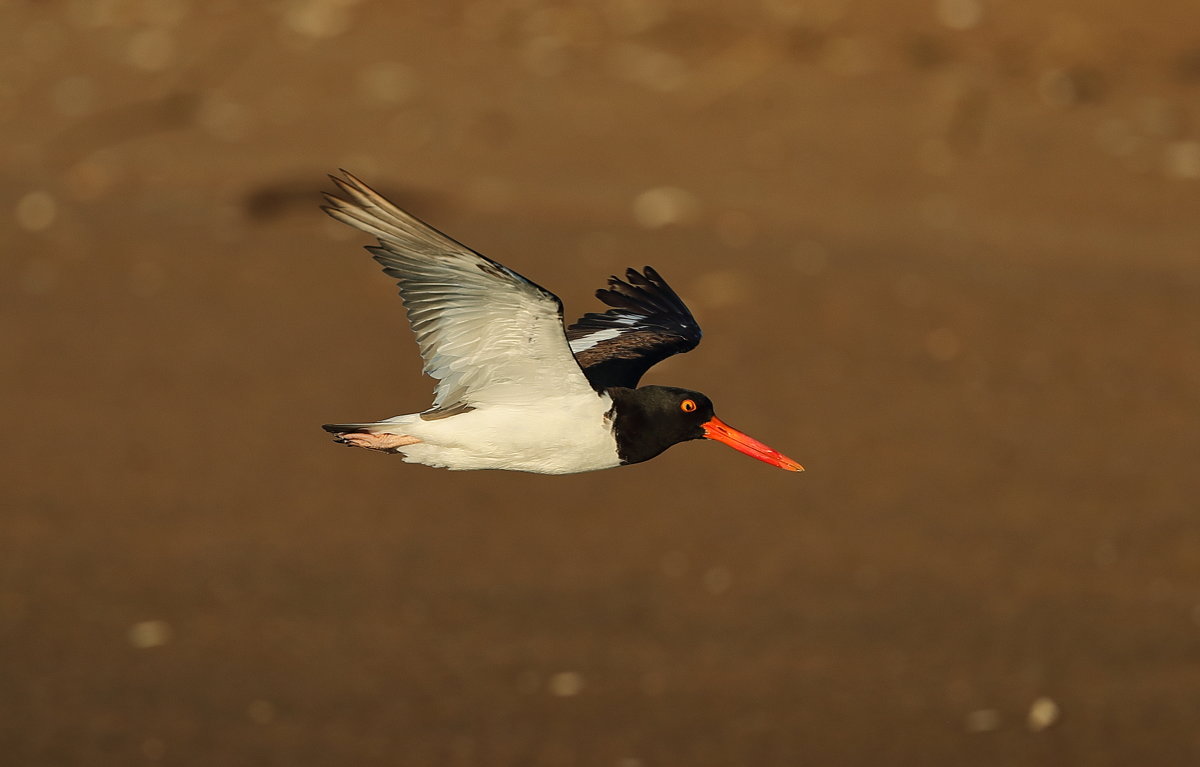 American Oystercatcher - Naum 