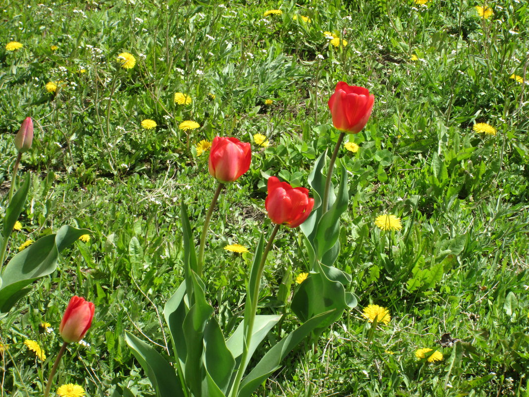 Первые тюльпаны - Самохвалова Зинаида 